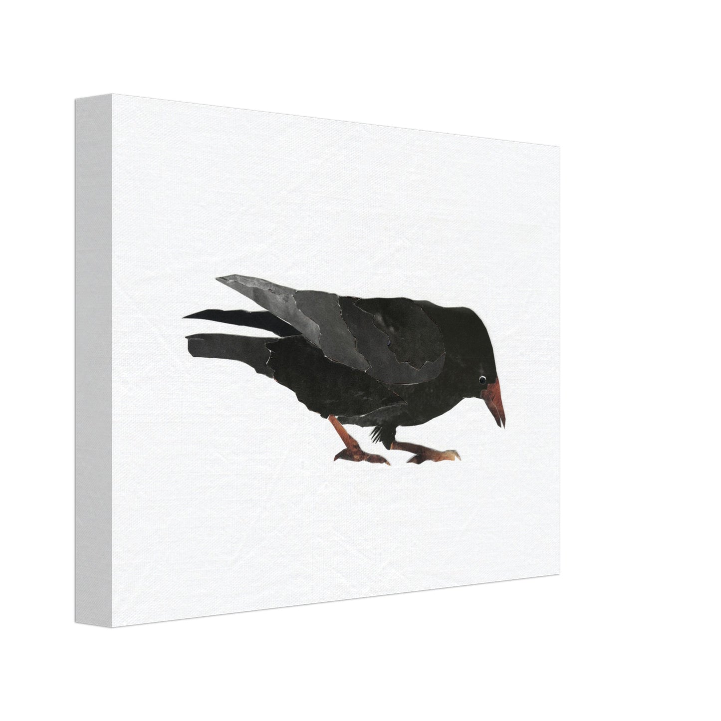 Keen Interest in Bugs Crow
