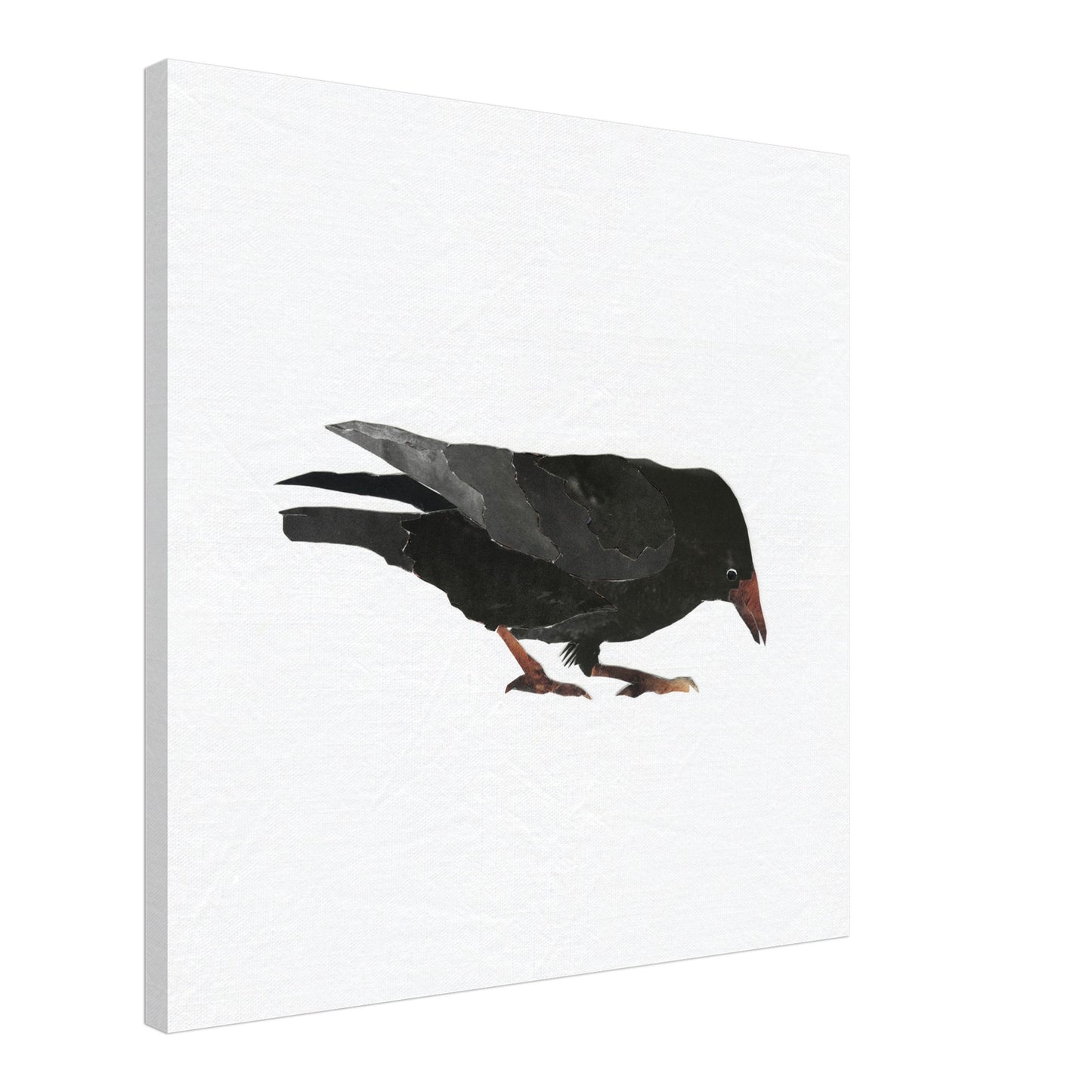 Keen Interest in Bugs Crow
