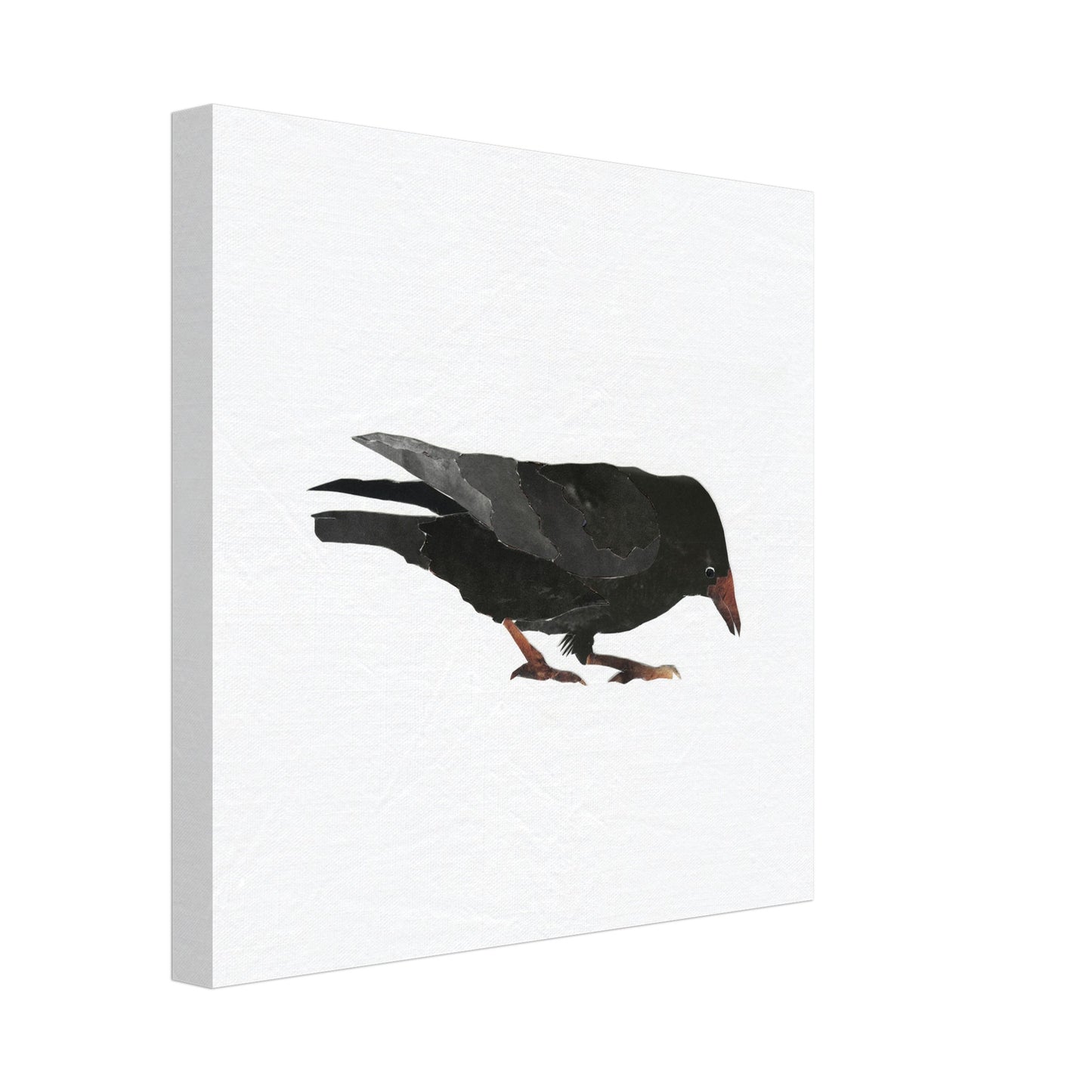 Keen Interest in Bugs Crow