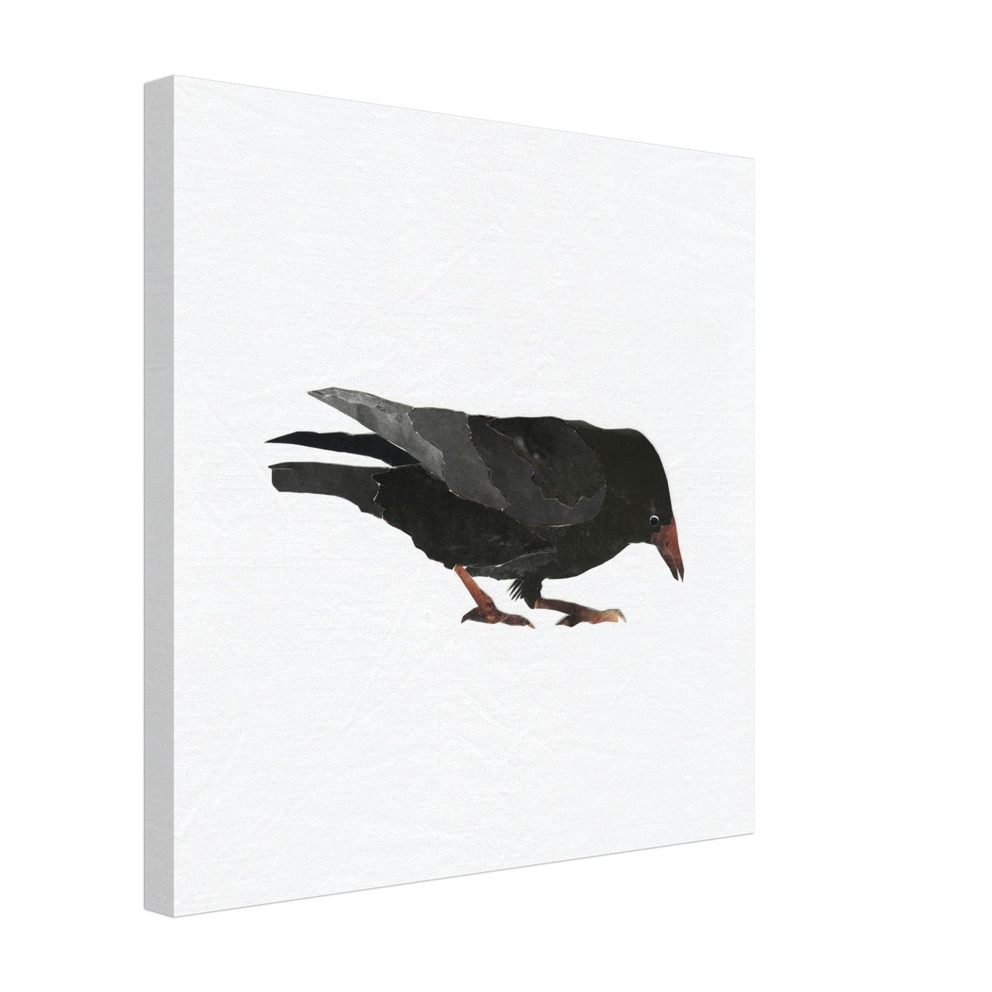 Keen Interest in Bugs Crow